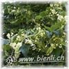 Bild von Lindenblüten Honig 500g