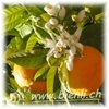 Bild von Orangenblüten Honig 500g