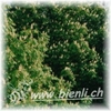 Bild von Kastanien Honig AKTION 3 x 500g