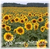 Bild von Sonnenblumen Honig AKTION 3 x 500g