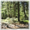 Bild von Wald Honig 500g 